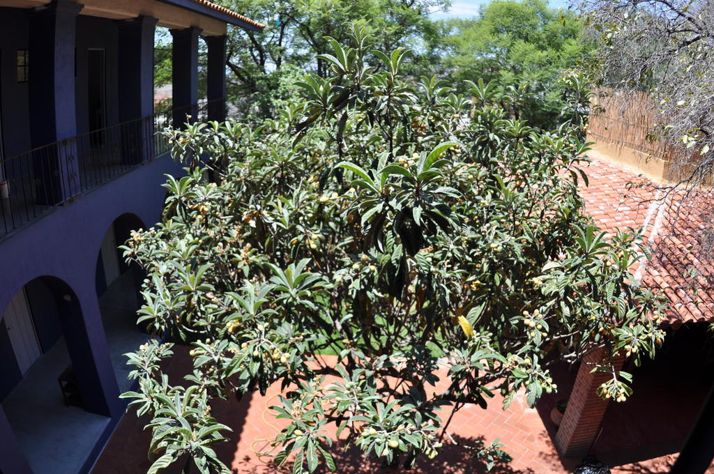 Oaxaca La Betulia Bed And Breakfast المظهر الخارجي الصورة